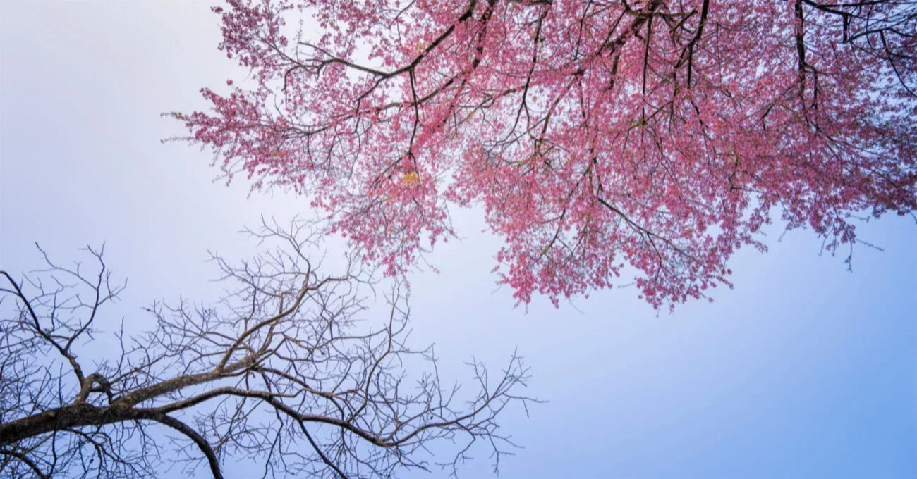 Cherry blossoms